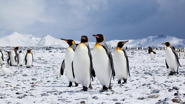 penguins