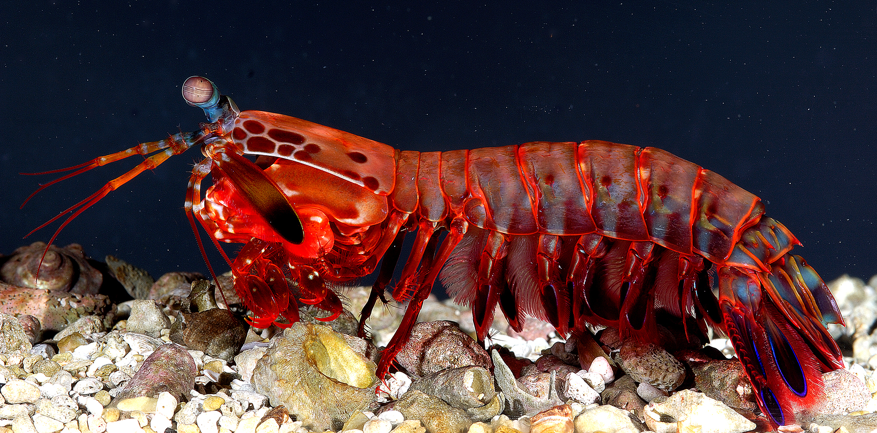 Image of the Mantis shrimp from Wikipedia